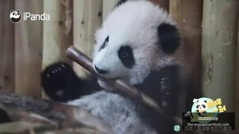 自动驾驶法律规范即将实施澳门金沙娱乐城App下载：详解违规责任界定与强制保险政策解读